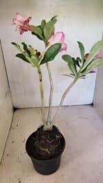 Planta Dobrada 3684 – 35cm – 03 anos - Imagem 6