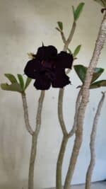 Planta Dobrada 3685 – 35cm – 03 anos