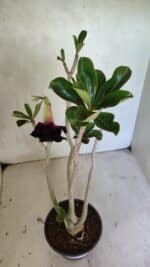 Planta Dobrada 3685 – 35cm – 03 anos - Imagem 4