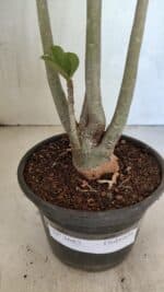 Planta Dobrada 3685 – 35cm – 03 anos - Imagem 7