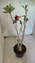 Planta Dobrada 3685 – 35cm – 03 anos - Imagem 6