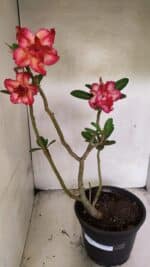 Planta Dobrada 3686 – 40cm – 03 anos - Imagem 2