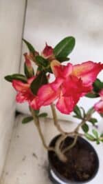 Planta Dobrada 3686 – 40cm – 03 anos - Imagem 5