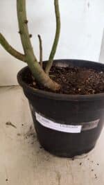 Planta Dobrada 3686 – 40cm – 03 anos - Imagem 8