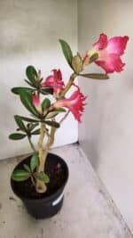 Planta Dobrada 3686 – 40cm – 03 anos - Imagem 7