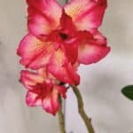 Planta Dobrada 3686 – 40cm – 03 anos