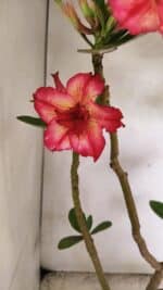 Planta Dobrada 3686 – 40cm – 03 anos - Imagem 4