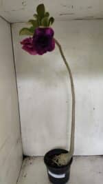 Planta Dobrada 3687 – 40cm – 03 anos - Imagem 2