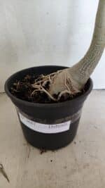 Planta Dobrada 3687 – 40cm – 03 anos - Imagem 5