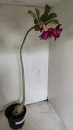 Planta Dobrada 3687 – 40cm – 03 anos - Imagem 4