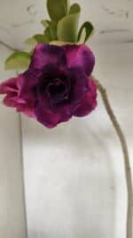 Planta Dobrada 3687 – 40cm – 03 anos