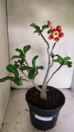 Planta Dobrada 3688 – 40cm – 03 anos - Imagem 2