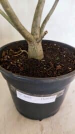 Planta Dobrada 3688 – 40cm – 03 anos - Imagem 6