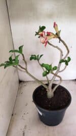 Planta Dobrada 3688 – 40cm – 03 anos - Imagem 5