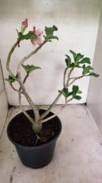 Planta Dobrada 3688 – 40cm – 03 anos - Imagem 4