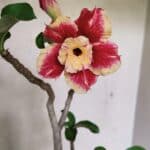 Planta Dobrada 3688 – 40cm – 03 anos