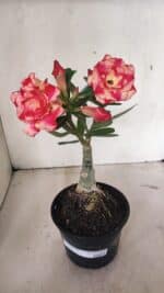 ENXERTO 12352 – 20cm (cor LM 995) - Imagem 2