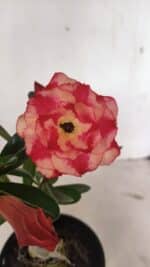 ENXERTO 12352 – 20cm (cor LM 995) - Imagem 4