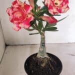 ENXERTO 12352 – 20cm (cor LM 995)