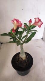 ENXERTO 12352 – 20cm (cor LM 995) - Imagem 7