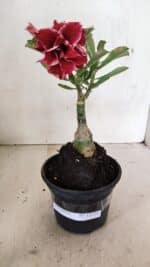 ENXERTO 12353 – 20cm (cor LM 833) - Imagem 2