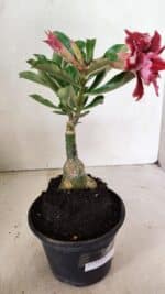 ENXERTO 12353 – 20cm (cor LM 833) - Imagem 5