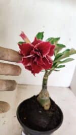 ENXERTO 12353 – 20cm (cor LM 833)