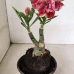 ENXERTO 12356 – 20cm (cor LM 990)