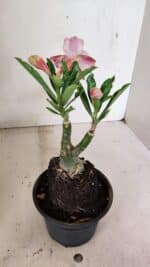 ENXERTO 12356 – 20cm (cor LM 990) - Imagem 4