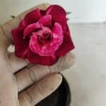 ENXERTO 12357 – 20cm (cor LM 481)