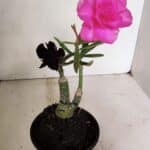 ENXERTO 12358 – 20cm (cor LM 04 e LM 663)