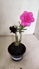 ENXERTO 12358 – 20cm (cor LM 04 e LM 663)