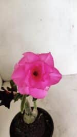 ENXERTO 12358 – 20cm (cor LM 04 e LM 663) - Imagem 3