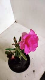 ENXERTO 12358 – 20cm (cor LM 04 e LM 663) - Imagem 6