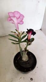 ENXERTO 12358 – 20cm (cor LM 04 e LM 663) - Imagem 5