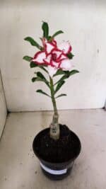 ENXERTO 12359  – 22cm (cor LM 797) Id: FERRARI - Imagem 2