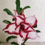 ENXERTO 12359  – 22cm (cor LM 797) Id: FERRARI