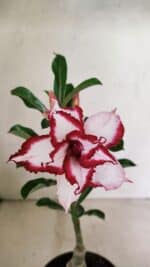 ENXERTO 12359  – 22cm (cor LM 797) Id: FERRARI