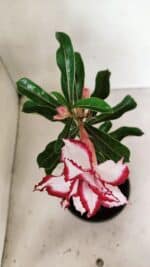 ENXERTO 12359  – 22cm (cor LM 797) Id: FERRARI - Imagem 4