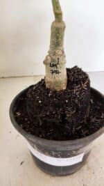 ENXERTO 12359  – 22cm (cor LM 797) Id: FERRARI - Imagem 7