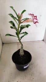 ENXERTO 12359  – 22cm (cor LM 797) Id: FERRARI - Imagem 6