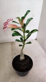 ENXERTO 12359  – 22cm (cor LM 797) Id: FERRARI - Imagem 5