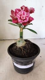 ENXERTO 12360 – 20cm (cor LM 850) - Imagem 2