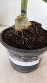 ENXERTO 12360 – 20cm (cor LM 850) - Imagem 7