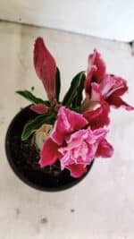 ENXERTO 12360 – 20cm (cor LM 850) - Imagem 4