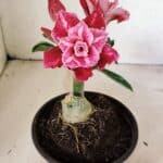 ENXERTO 12360 – 20cm (cor LM 850)