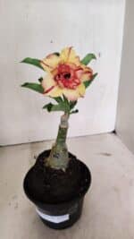 ENXERTO 12364 – 20cm (cor LM 749) - Imagem 2