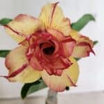 ENXERTO 12364 – 20cm (cor LM 749)