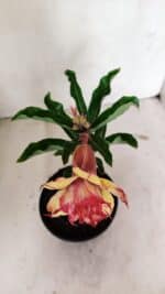 ENXERTO 12364 – 20cm (cor LM 749) - Imagem 5