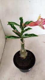 ENXERTO 12364 – 20cm (cor LM 749) - Imagem 7